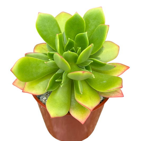 Aeonium 'Green Crush'