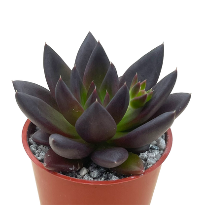 Echeveria affinis