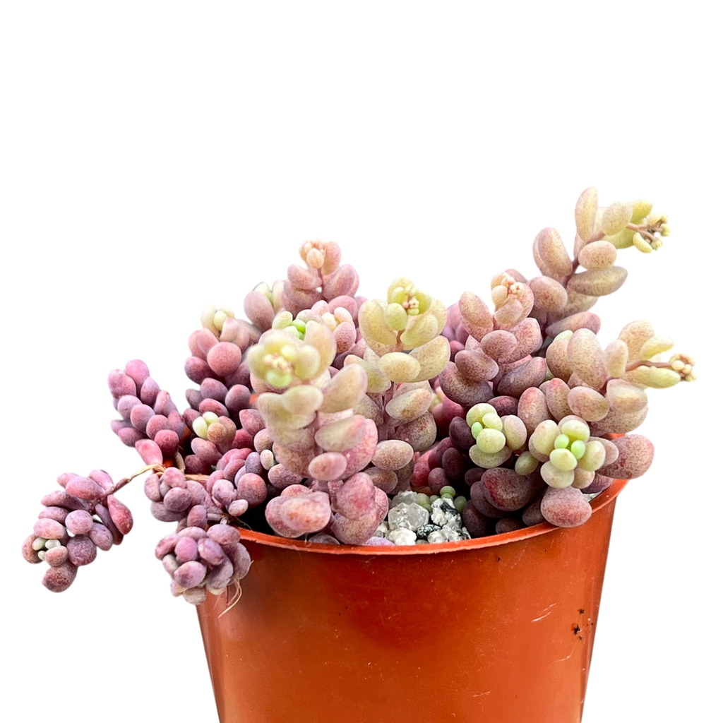 Sedum dasyphyllum major