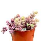 Sedum dasyphyllum major