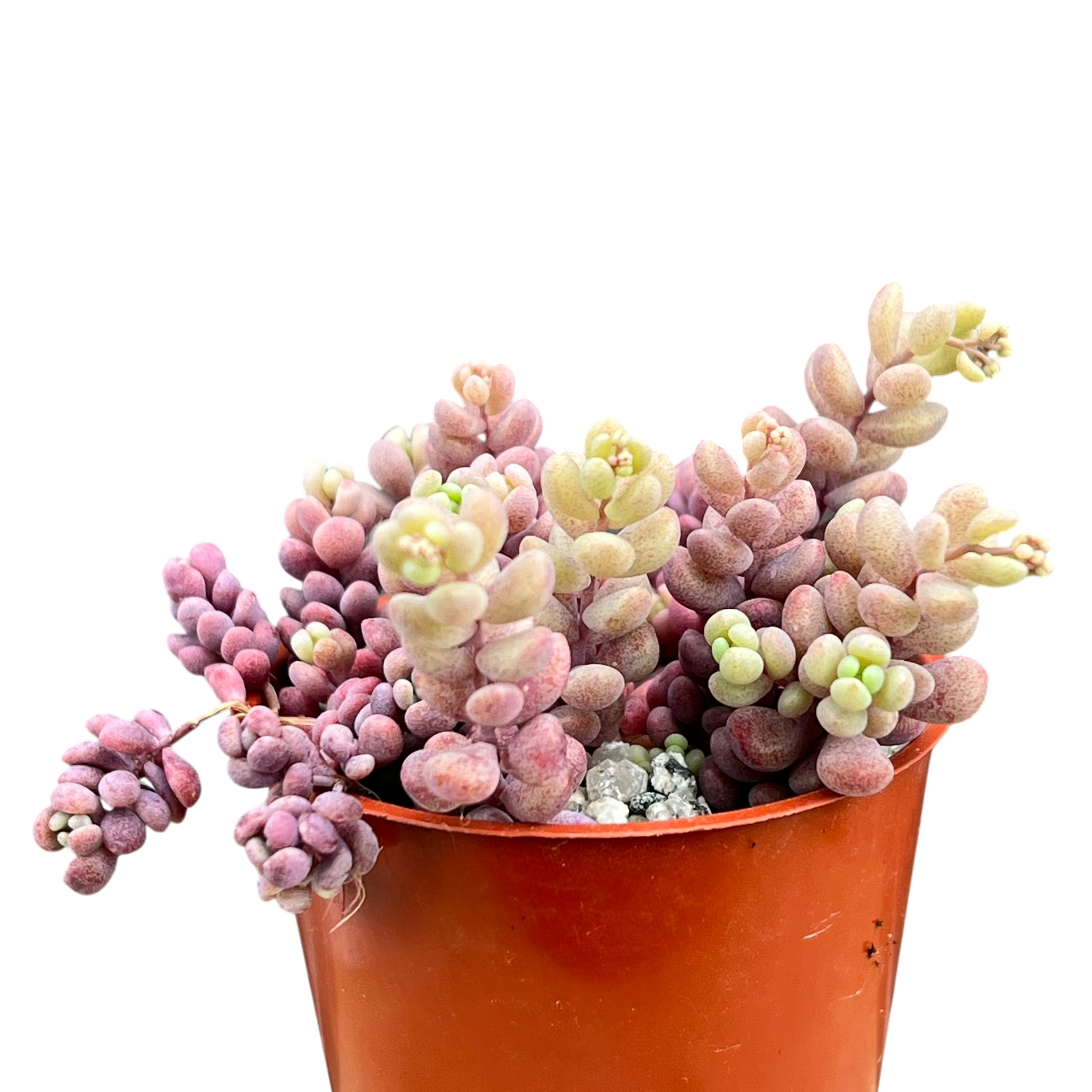 Sedum dasyphyllum major