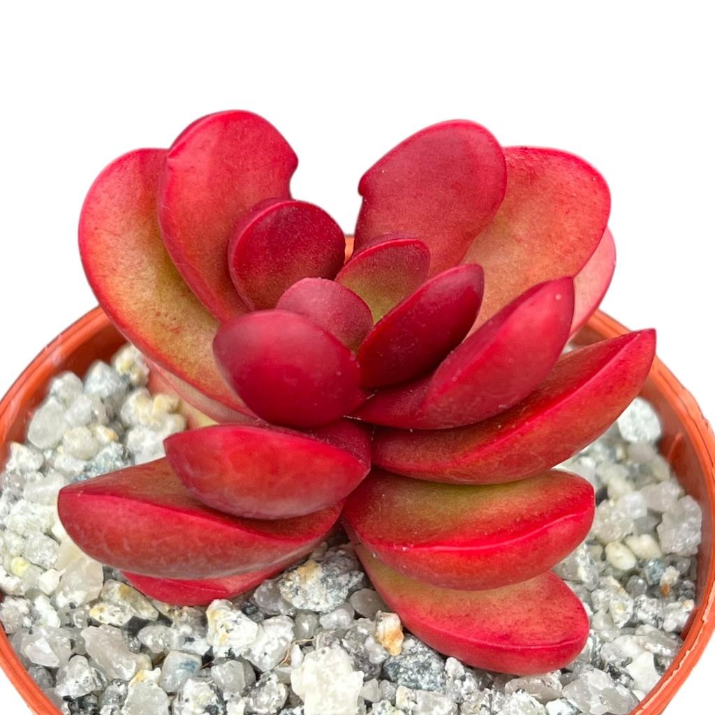 Crassula clavata