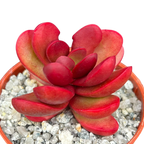 Crassula clavata