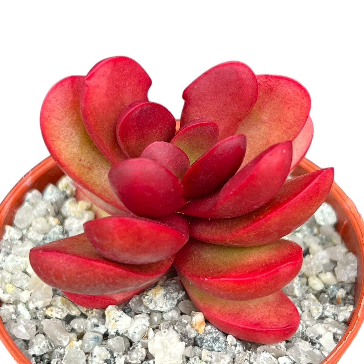 Crassula clavata