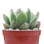 Echeveria 'Doris Taylor'