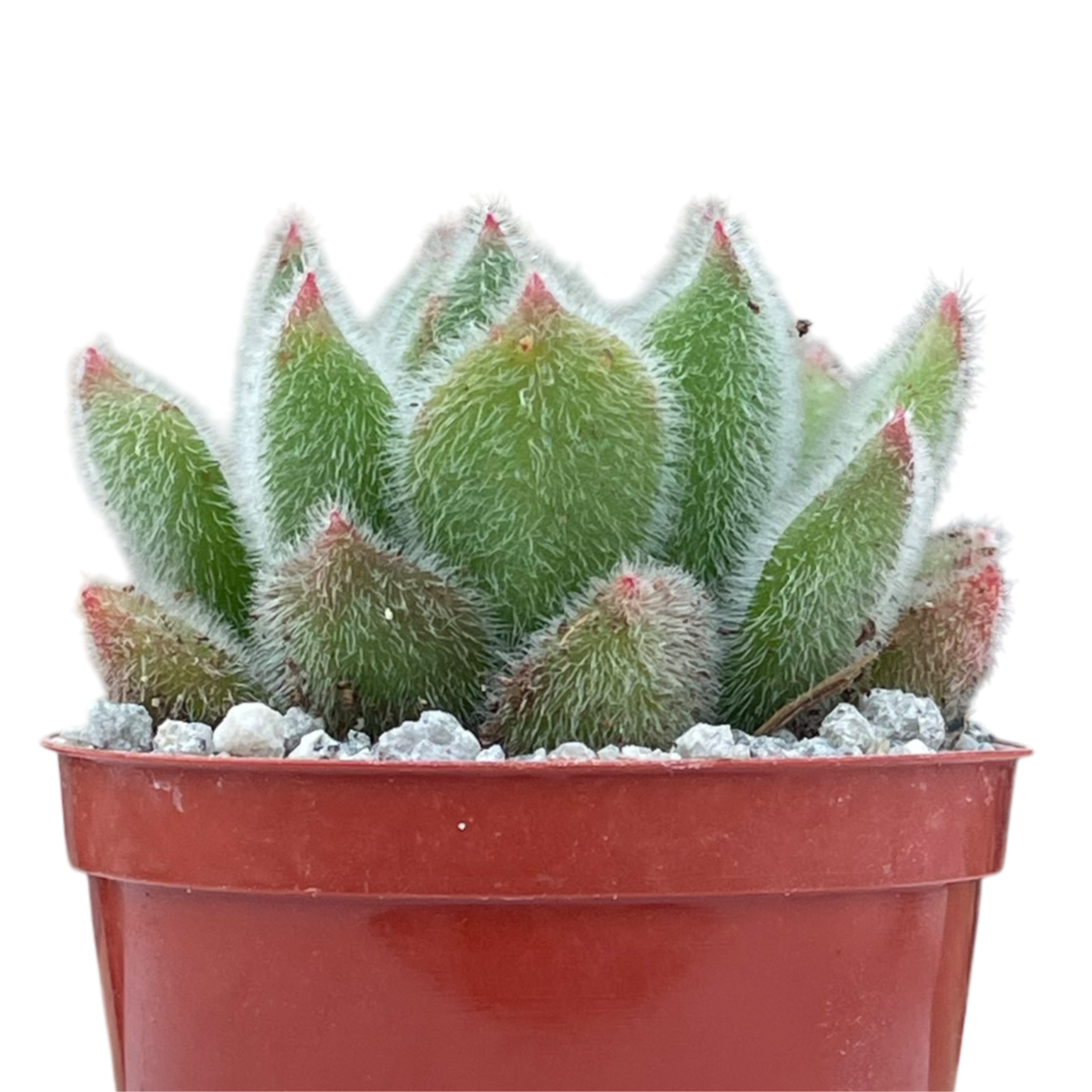 Echeveria 'Doris Taylor'