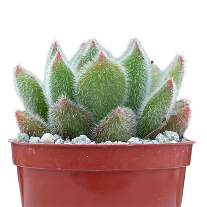 Echeveria 'Doris Taylor'
