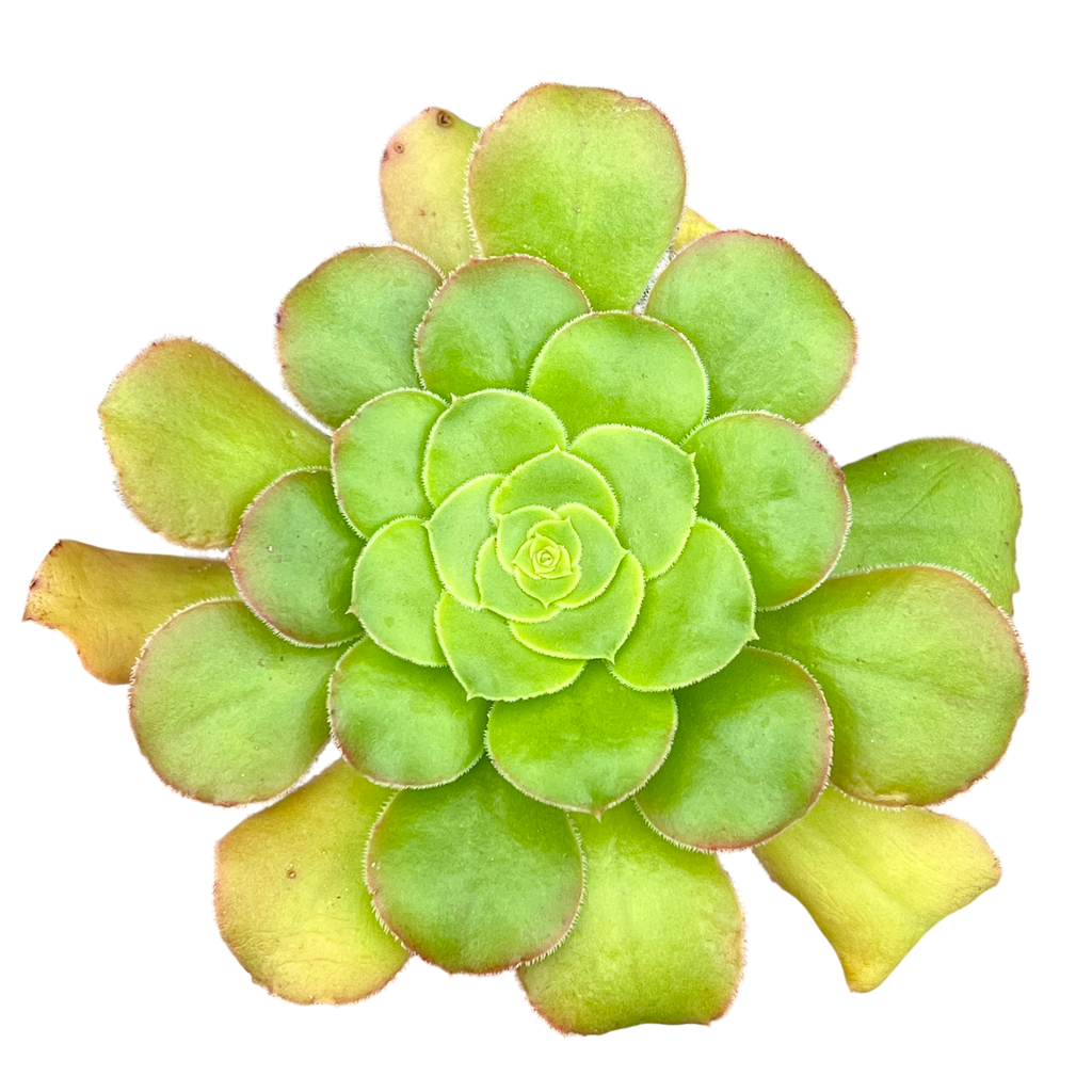 Aeonium arboreum v. magnificum