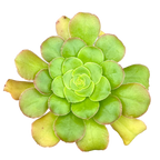 Aeonium arboreum v. magnificum