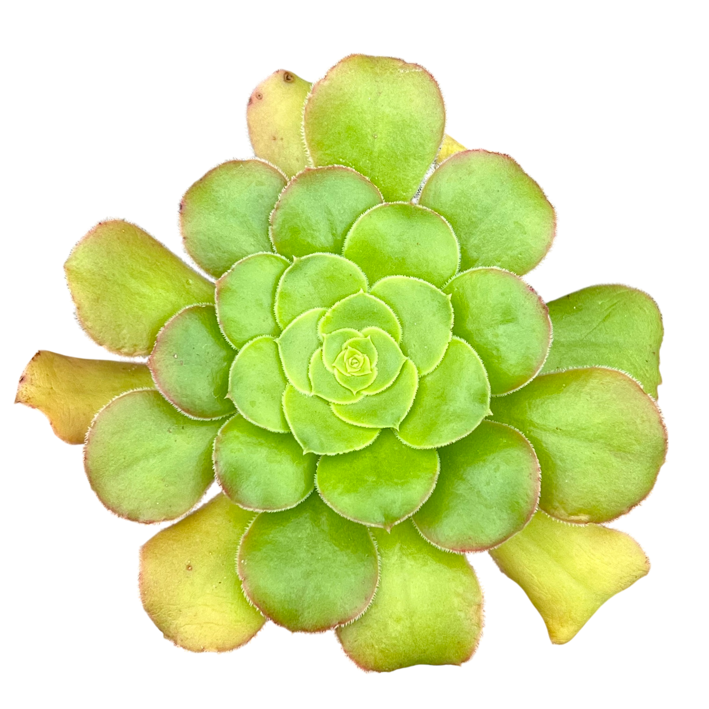 Aeonium arboreum v. magnificum