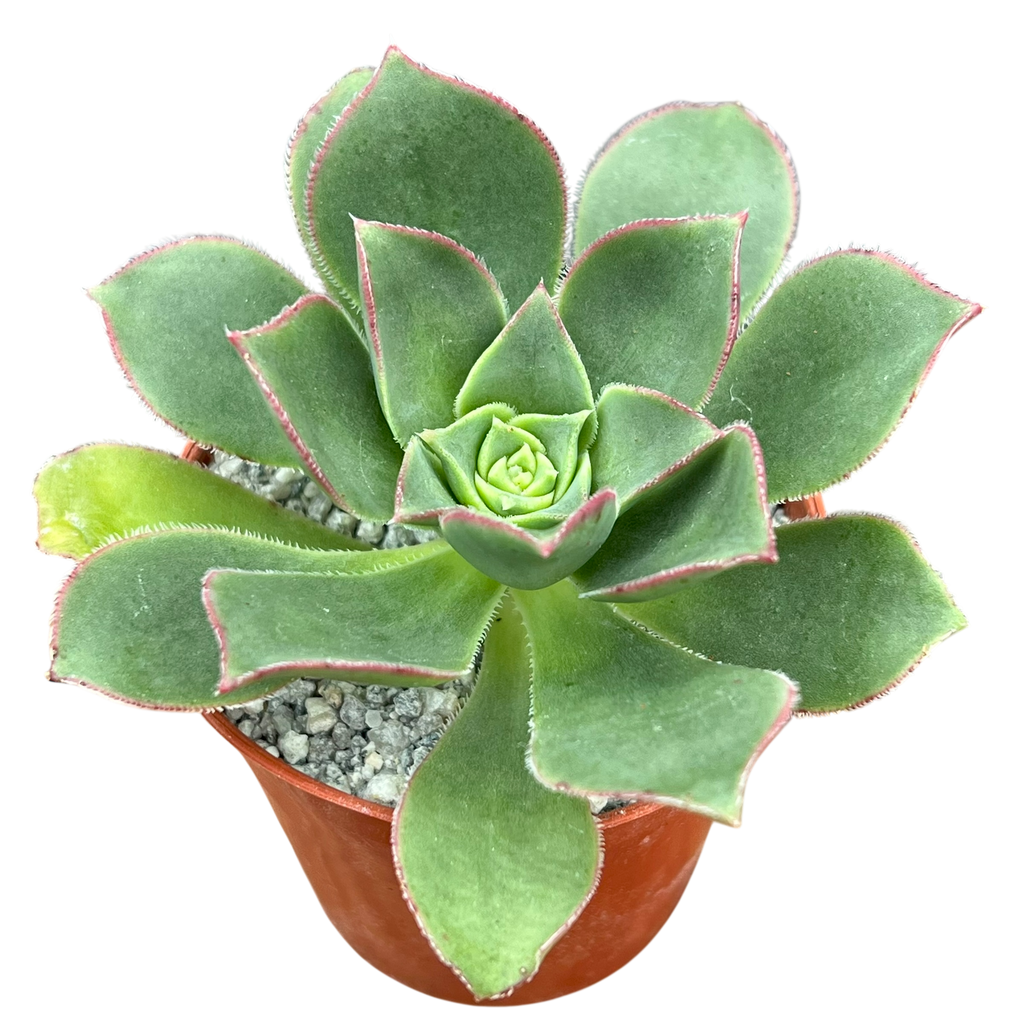 Aeonium 'Oz'