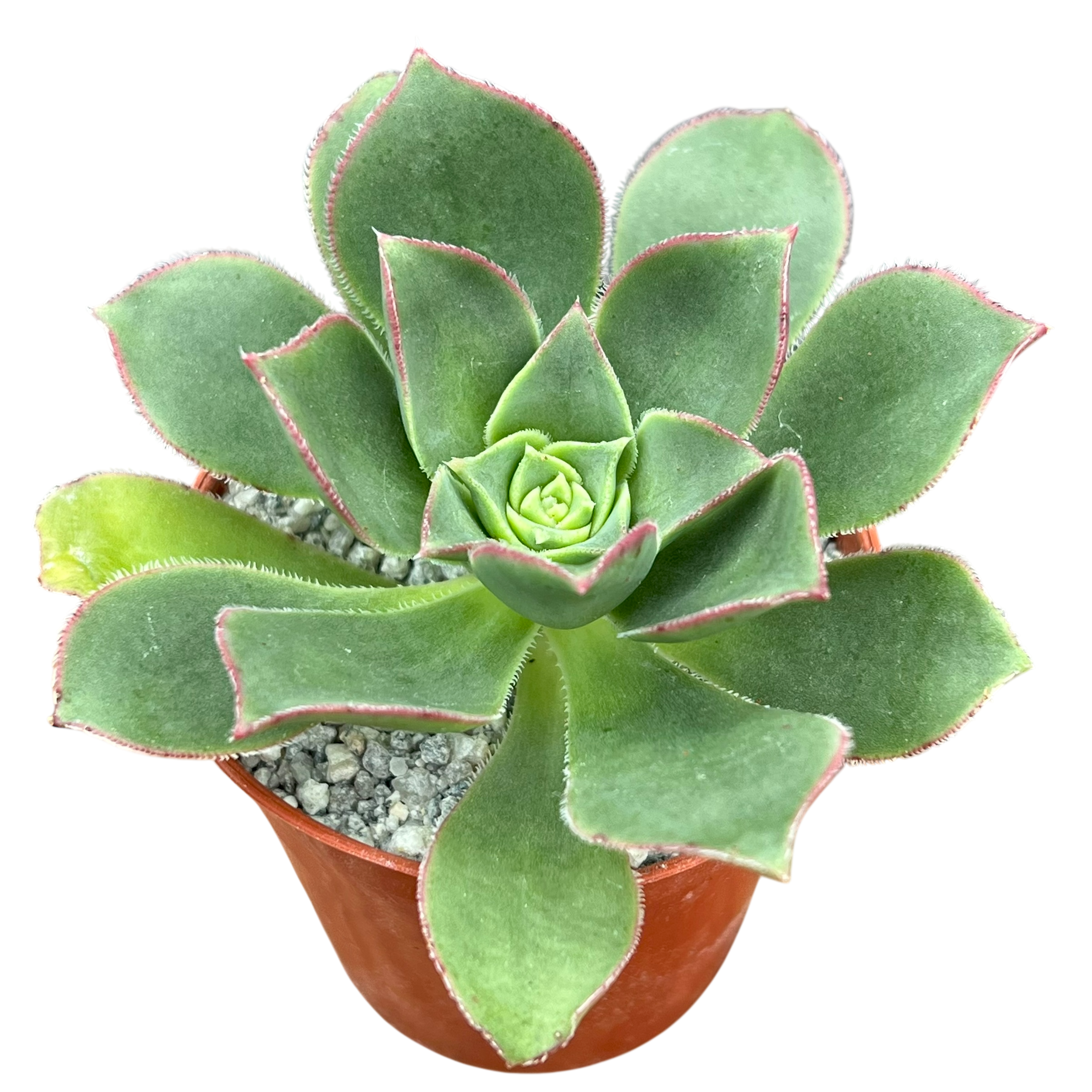 Aeonium 'Oz'