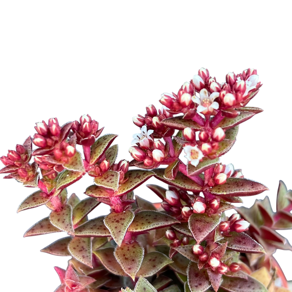 Crassula exilis ssp. cooperi