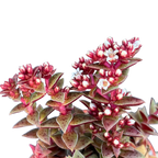 Crassula exilis ssp. cooperi