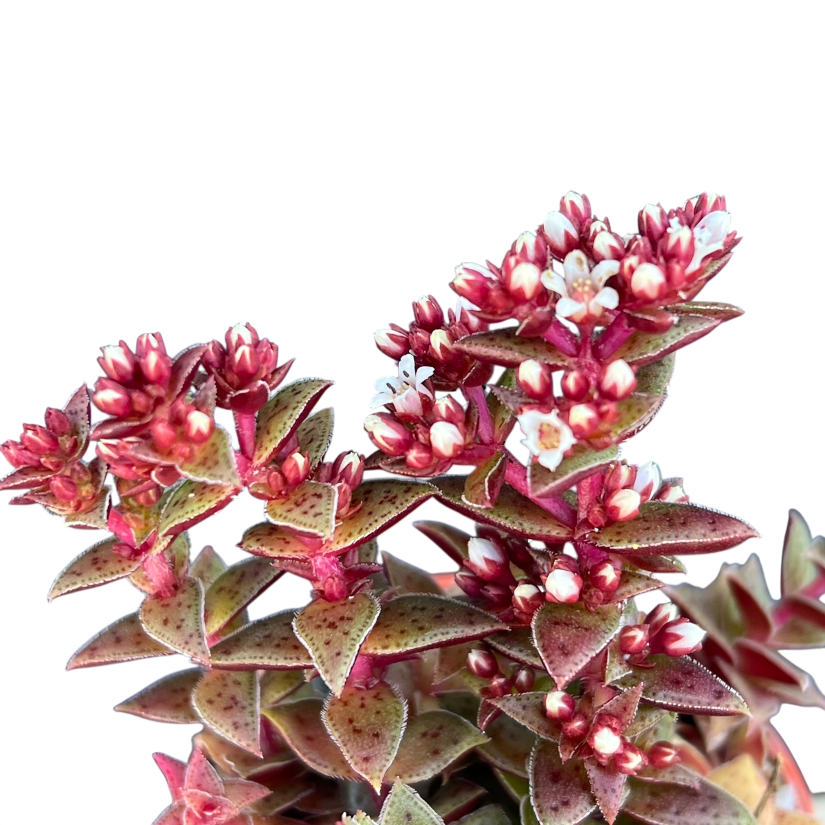 Crassula exilis ssp. cooperi