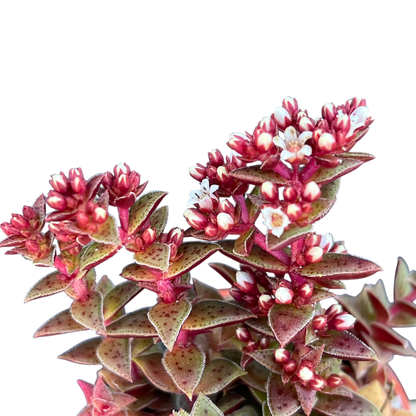 Crassula exilis ssp. cooperi