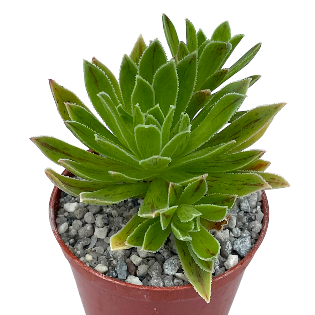 Aeonium x barbatum