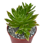 Aeonium x barbatum