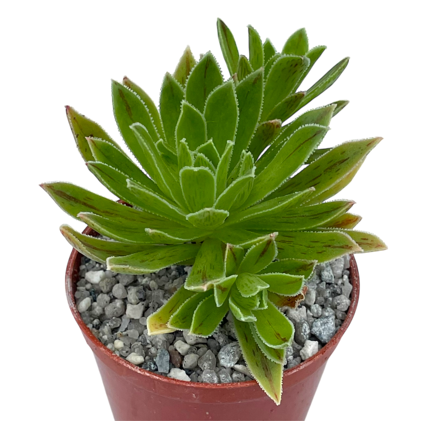 Aeonium x barbatum