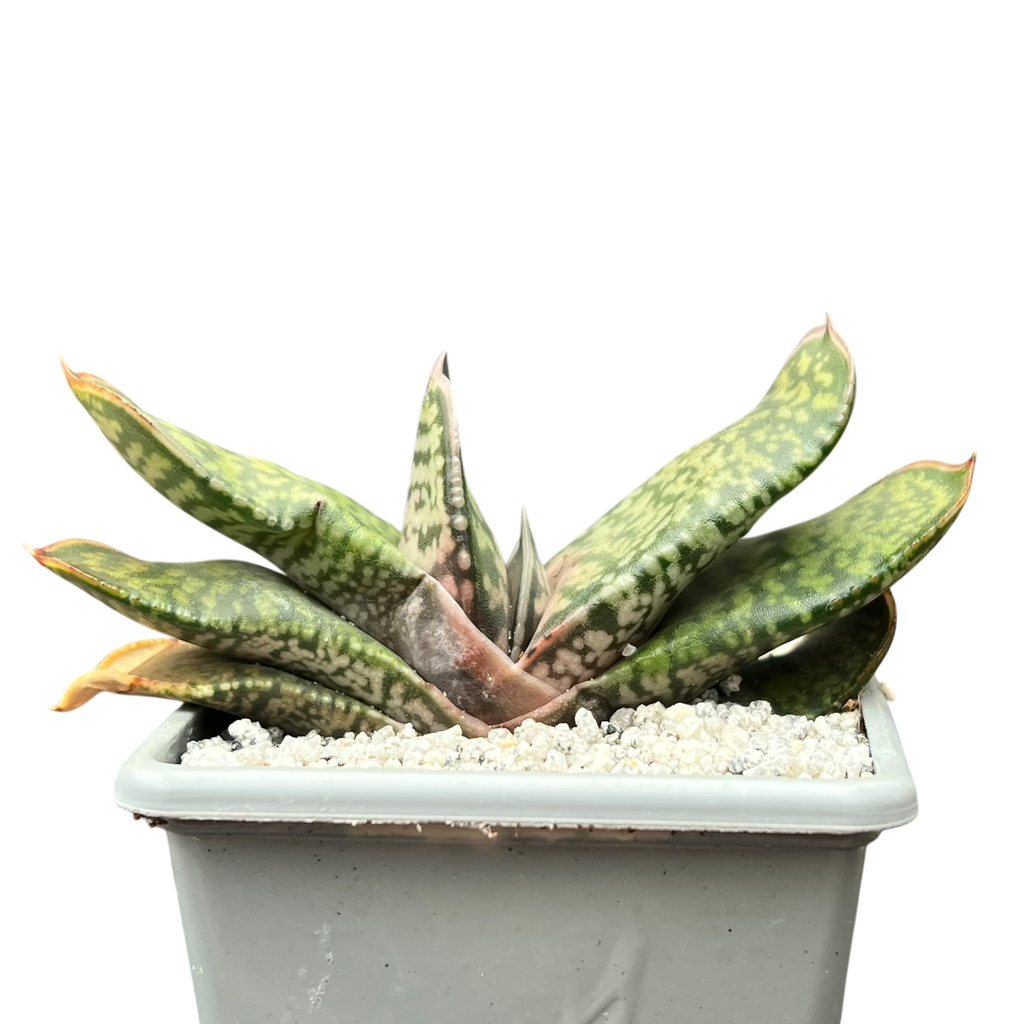 Gasteria vlokii