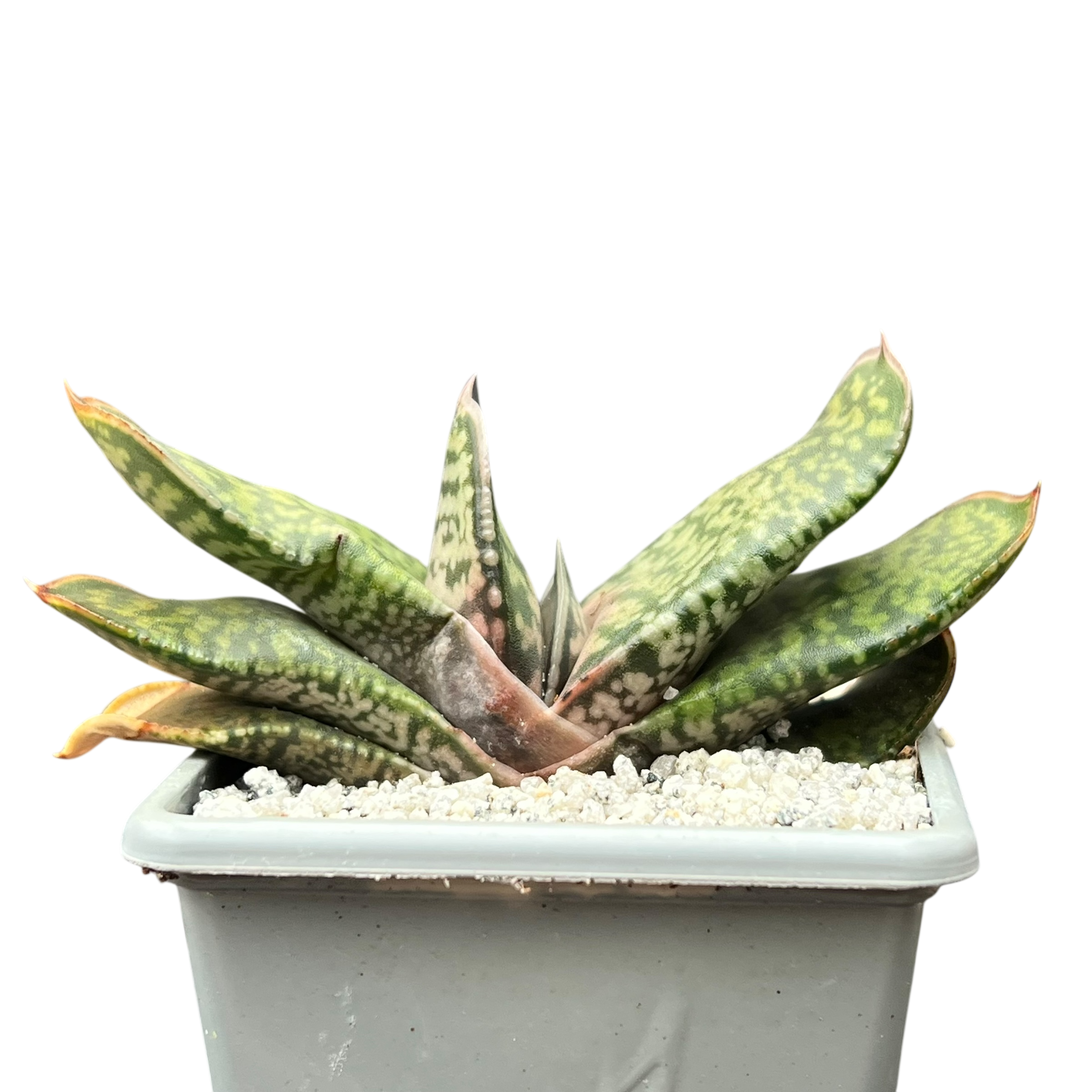 Gasteria vlokii
