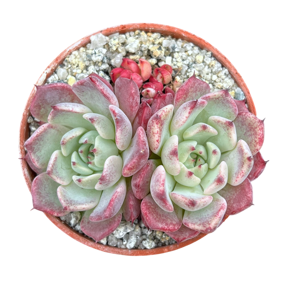 sara's succulents Echeveria 'Sara Himebotan' – Surreal Succulents