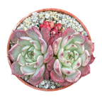Echeveria 'Sara Himebotan'