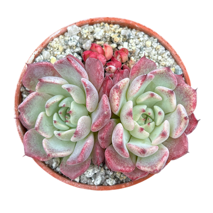 Echeveria 'Sara Himebotan'