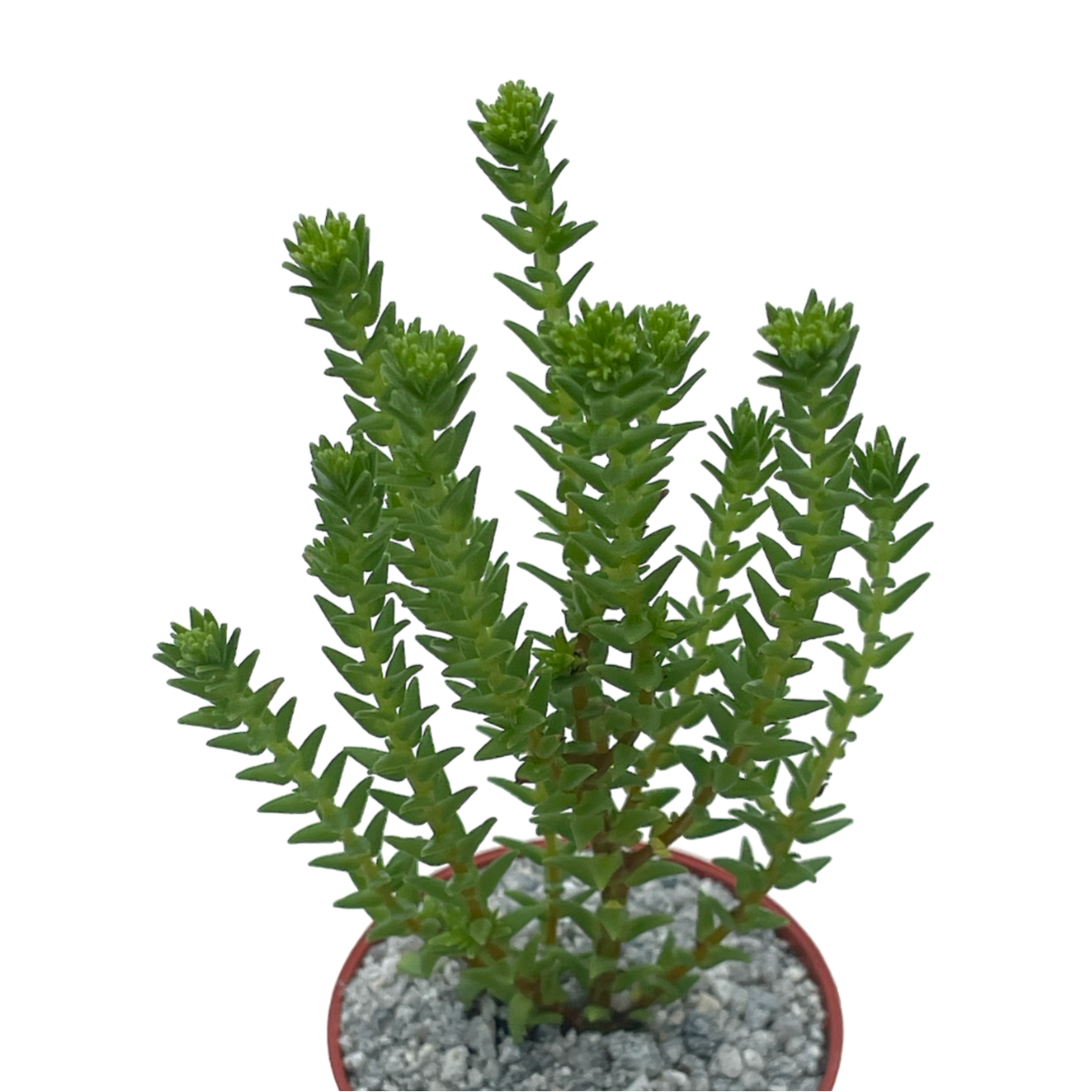 Crassula ericoides