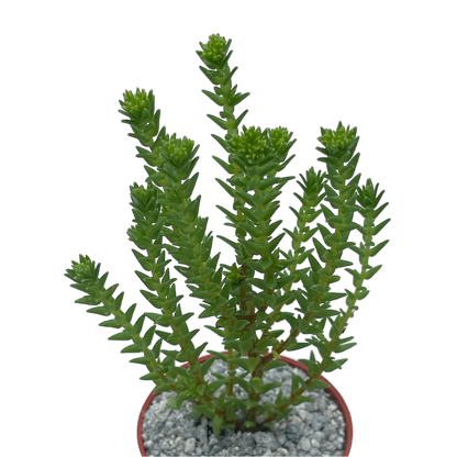 Crassula ericoides