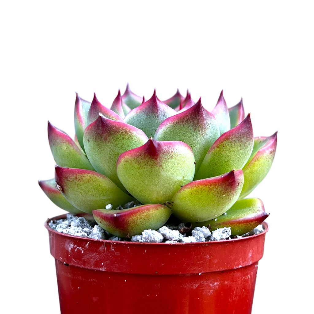 Echeveria 'Moon Stone'