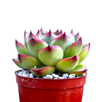 Echeveria 'Moon Stone'