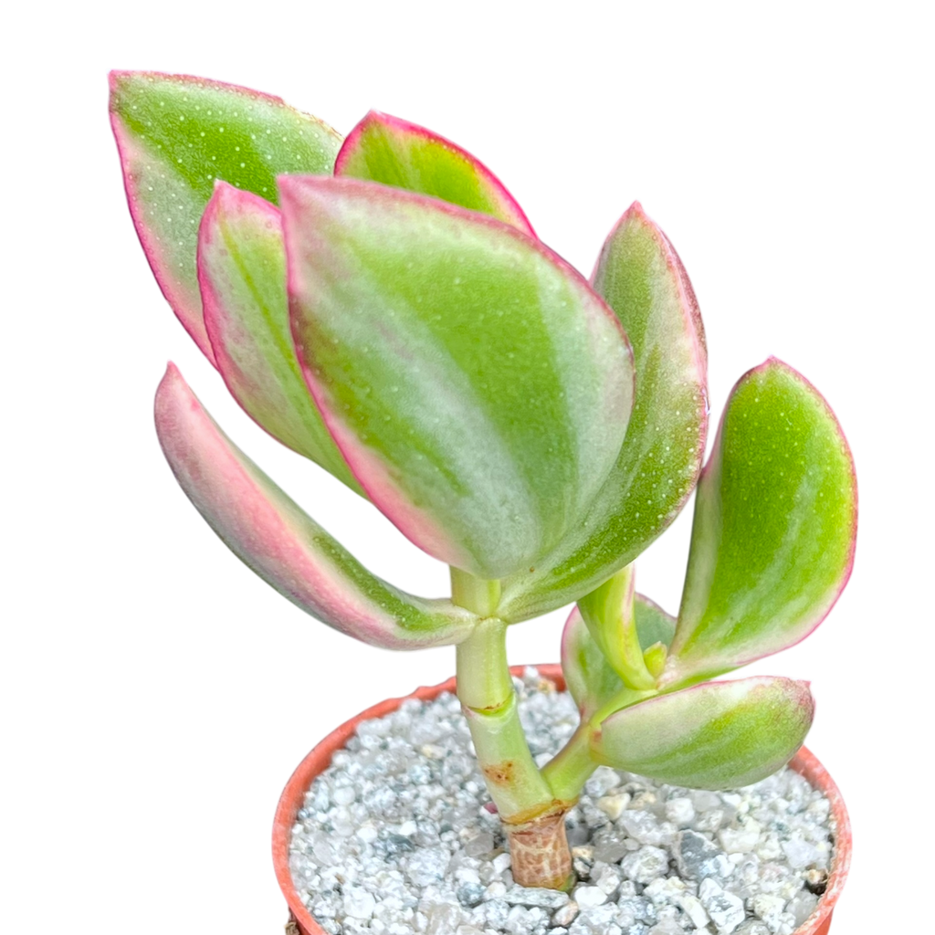 Crassula ovata variegata