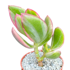 Crassula ovata variegata