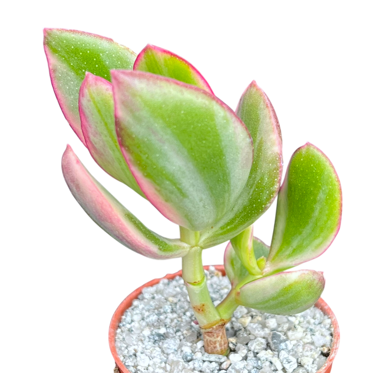 Crassula ovata variegata