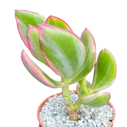 Crassula ovata variegata