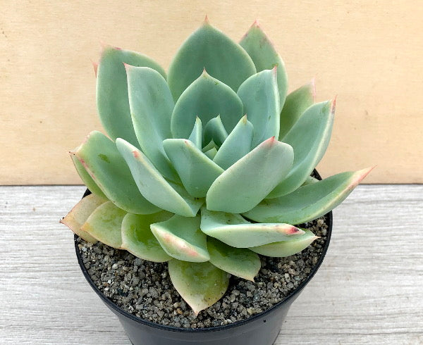 Echeveria 'Neptune'