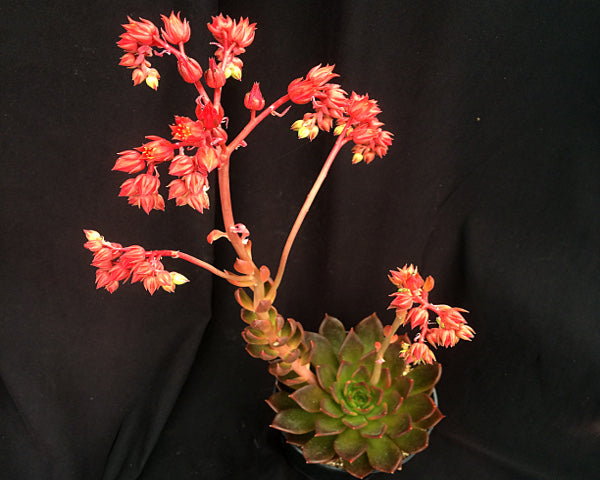 Echeveria 'Black Prince'