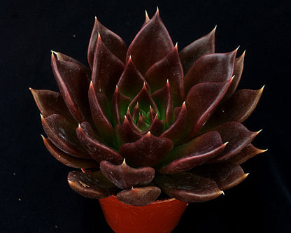 Echeveria 'Black Prince'