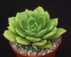 Echeveria 'Brian Smith'