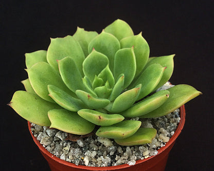 Echeveria 'Brian Smith'