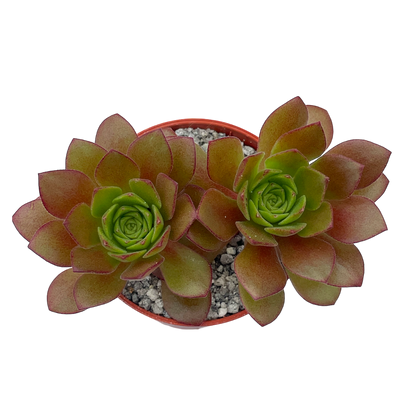 Aeonium 'Plum Thumb'