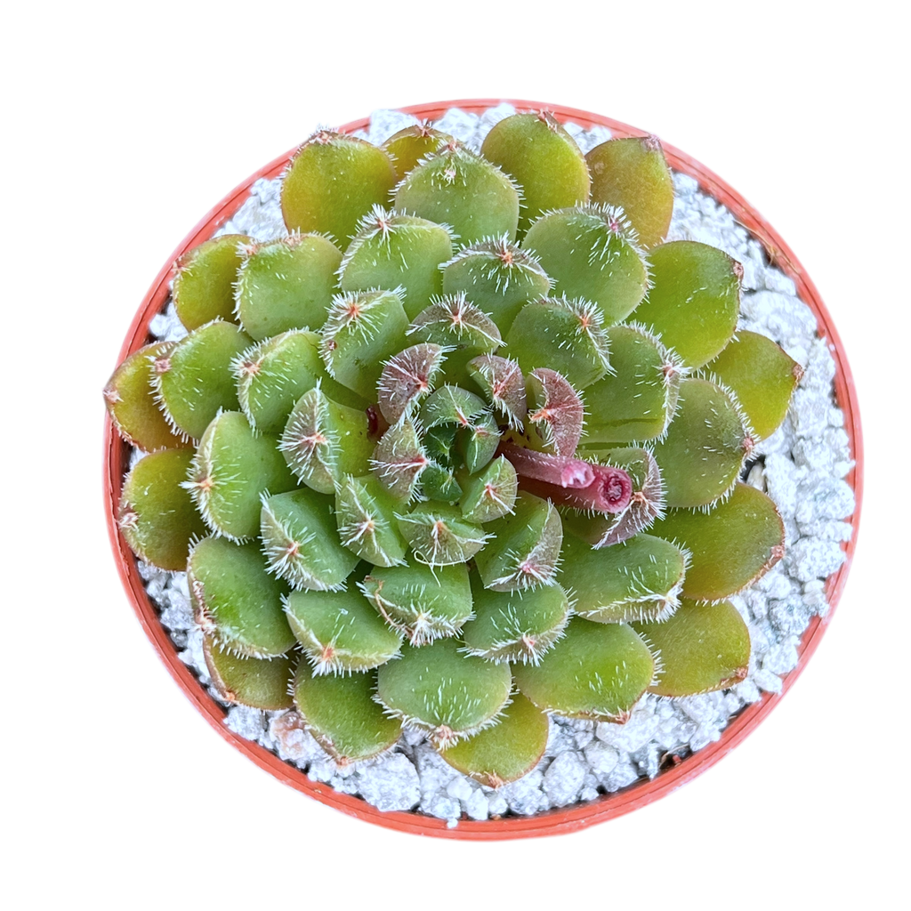 Echeveria 'Scorpio'