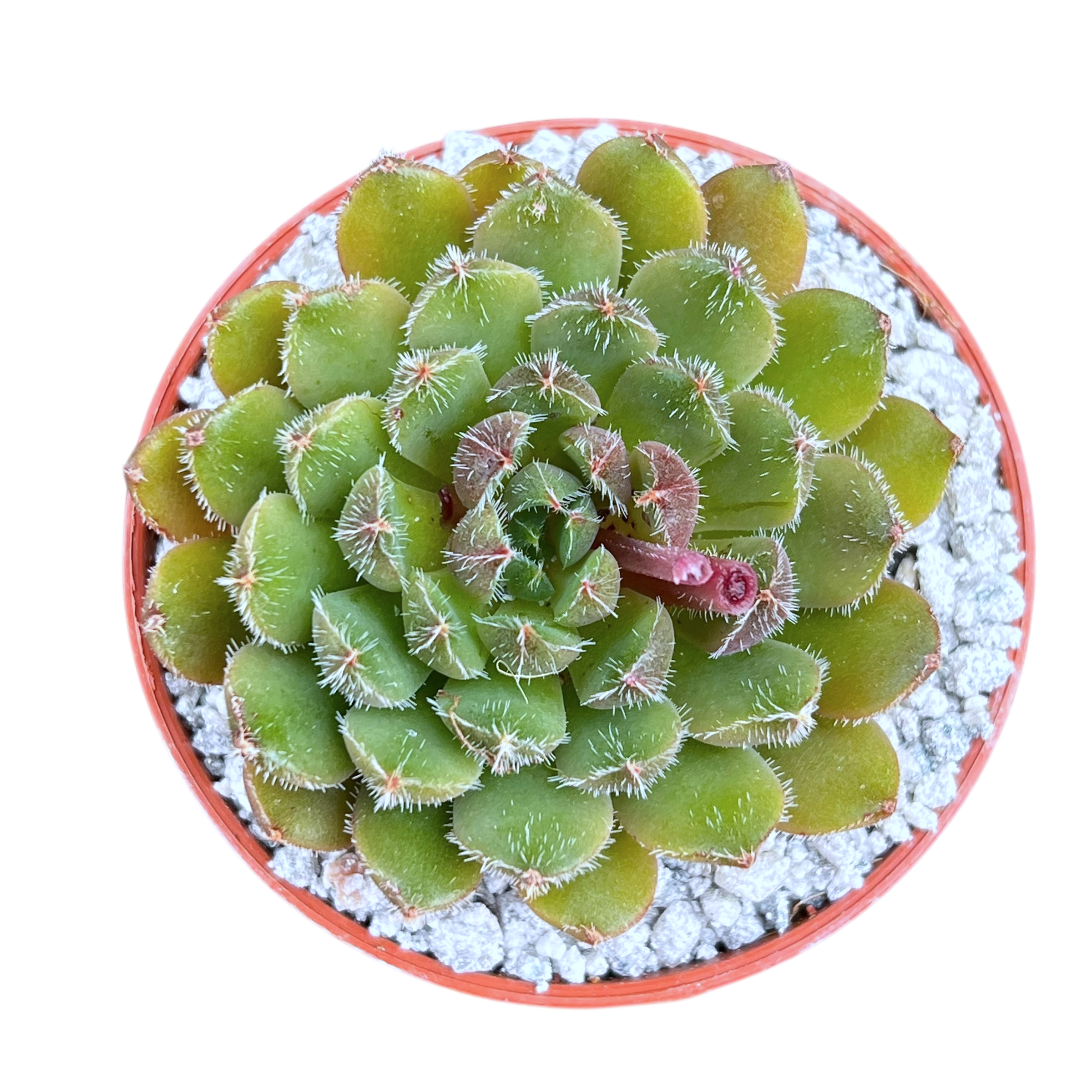 Echeveria 'Scorpio'