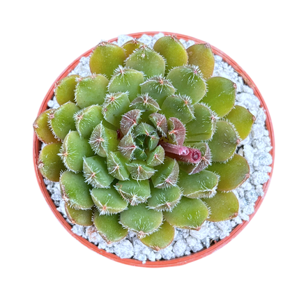 Echeveria 'Scorpio'