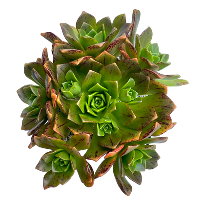 Aeonium 'Bronze Medal'
