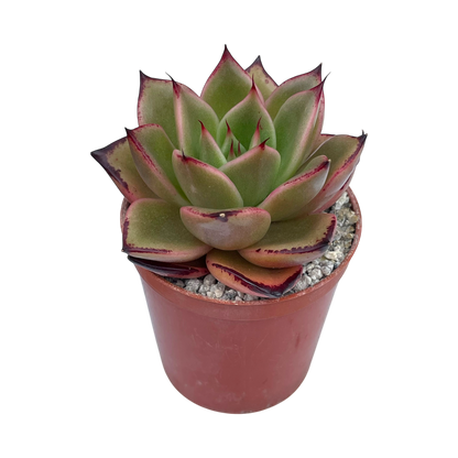 Echeveria agavoides 'Dragon's Tooth'