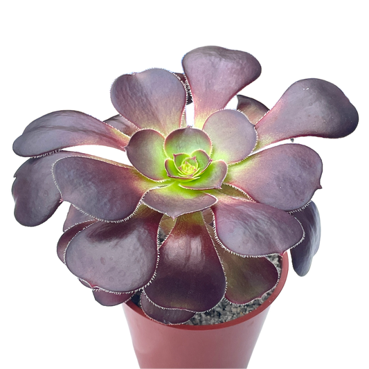 Aeonium 'Cyclops'