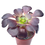 Aeonium 'Cyclops'