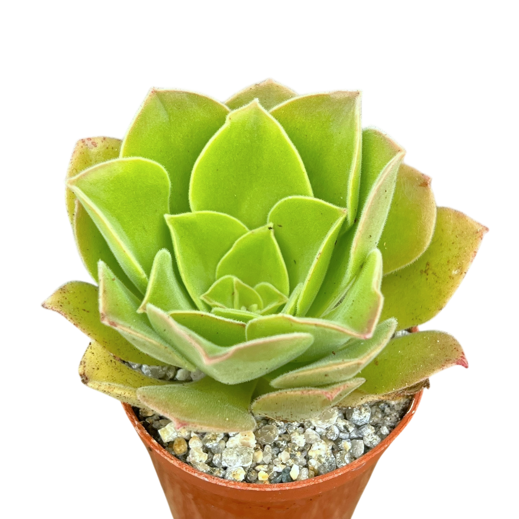 Aeonium longithyrsum